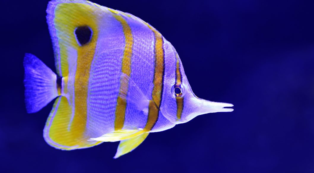 blauer fisch selten meer blauer fisch selten meer