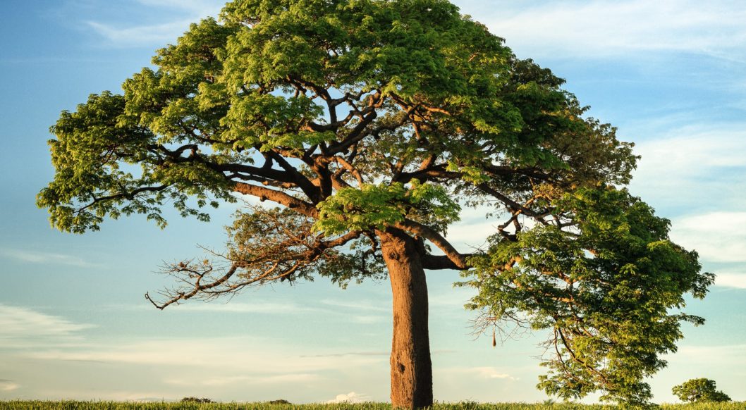 Korkbaum Korkbaum